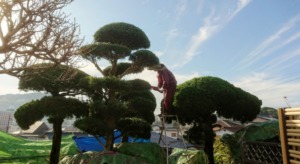 超簡単 五葉松 ゴヨウマツ の剪定のやり方 時期を現役庭師が解説 福森造園 岡山 倉敷 総社の剪定 作庭 伐採 石の処分 エクステリア カーポートはお任せください 超簡単 五葉松 ゴヨウマツ の剪定のやり方 時期を現役庭師が解説 福森造園 岡山 倉敷 総社の剪定 作庭 伐採 石の処分 エクステリア カーポートはお任せください