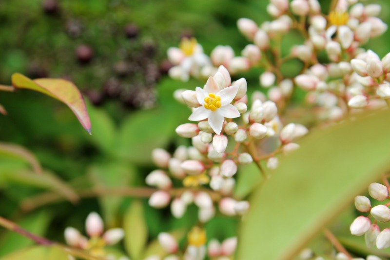 庭師直伝 南天 ナンテン の剪定の仕方5つのポイント 福森造園 岡山 倉敷 総社の剪定 作庭 伐採 石の処分 エクステリア カーポートはお任せください